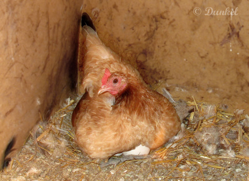 Maatiaiskana hautomassa munia. Osa munista näkyy kanan alla.