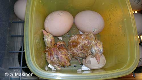 S. Mäkisen itsetekemästä hautomakoneesta haudotuista munista kuoriutuneita maatiaiskanan tipuja.
Kuoriutumassa olevat munat siirretään hyvissä ajoin erilliseen turva-boksiin, jotta pääsevät kuoriutumaan
todella turvallisesti! 